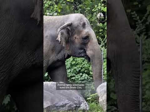 Happy, the Bronx Zoo elephant, dies at 55