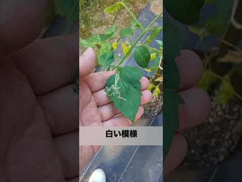 トマトの葉に白い斑点ができる 3 つの原因 (およびその対処法)  庭園