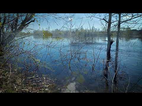 Spring Nature | Riverbank Sound Ambience | Morning Meditation & Relax | River Overflow & Flood | 4k