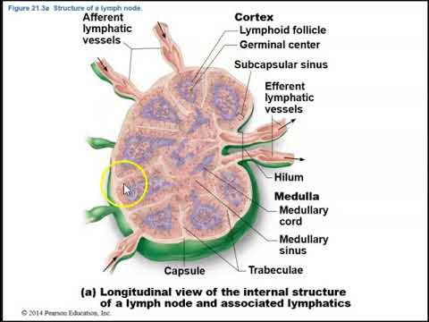 Human Anatomy Lecture  Ch 21 The Lymphatic and Immune Systems