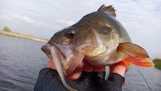 Ловля и поиск крупных окуней