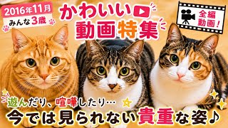 【貴重動画】2016年11月　笑える可愛い　猫動画特集