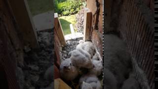 Die Falken sind 14 Tage alt