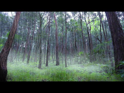 Rain Falling Sounds in Australian Forest  🌧 White Noise for Sleep or Focus