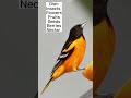 Baltimore Oriole