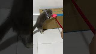 Download lagu Can You Guess What I’m Trying to Catch? 🐱🪶 mp3