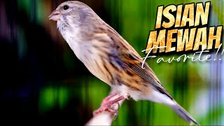 Download lagu MATERI ISIAN MEWAH FAVORITE - MASTERAN KENARI ISIAN BLACKTHROAT GACOR DURASI PANJANG CENGKOK MERDU mp3 Download lagu MATERI ISIAN MEWAH FAVORITE - MASTERAN KENARI ISIAN BLACKTHROAT GACOR DURASI PANJANG CENGKOK MERDU mp3