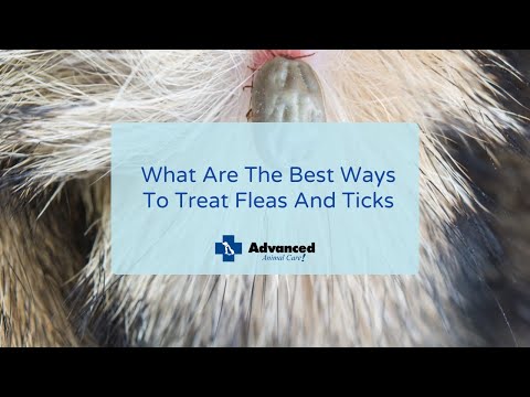 What Are The Best Ways To Treat Fleas And Ticks