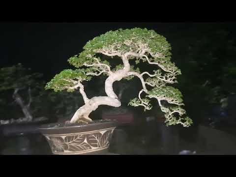 persiapan kondangan ke PamNas Bonsai kota santri Pekalongan 2022