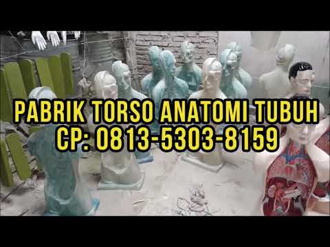Jual Anatomi Tubuh Yogyakarta | CP: 0813-5303-8159