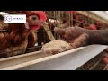 Best Chicken Feeds On The Market In Africa