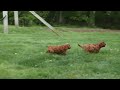 Cavapoo dogs for sale: OSCAR - Video 1