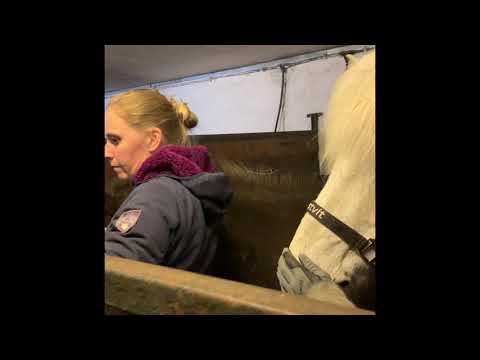 Unsere neuen Verkaufspferde sind angekommen!