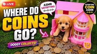 Download lagu CUTE🥰 PUPPY 🐶 HOUSE ASMR S 😜😍🤩😍🛑 LIVE🫀#live #shorts #satisfying #shortsfeed #verticallivefeed mp3