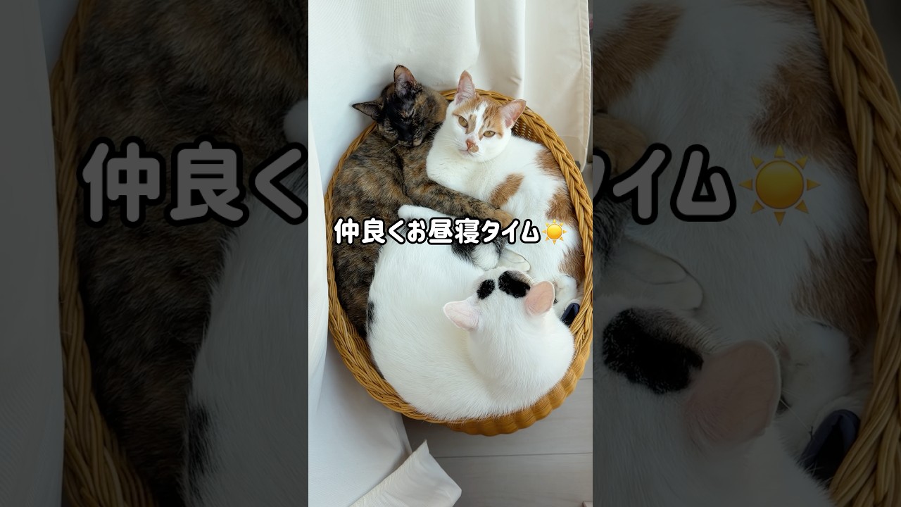 仲良くお昼寝タイムの猫たち #shorts