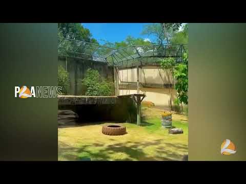 🦁💛 LEONA DE VOLTA AO RECINTO!