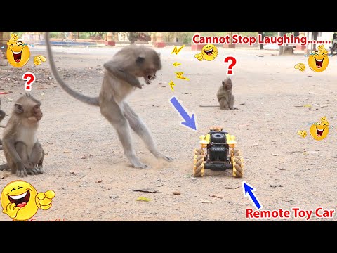 Monkey video  Prank monkey #funny #monkey #monkeyvideo #animals #funnyanimal #monkeyshow #animals