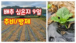 배추 심은지 9일 방제 그리고 추비 가을배추 김장배추 괴산절임배추 [배추재배방법]