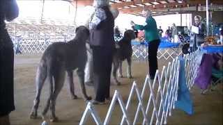 preview picture of video 'October 2013   Irish Wolfhounds Saline County Kennel Club Benton AR'