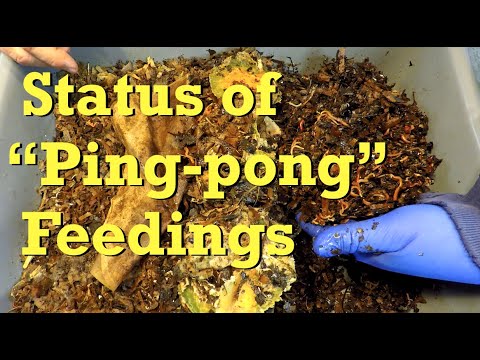 Check-in on red wiggler worms & "ping-pong" feeding status - vermicompost