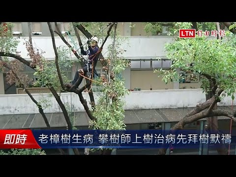 樟樹枯萎