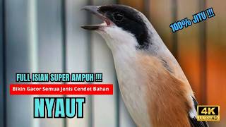 Download lagu Cendet Gacor BONGKAR ISIAN PANCINGAN HANDAL CENDET AGAR BUNYI bikin BURUNG CENDET GACOR AKTIF mp3