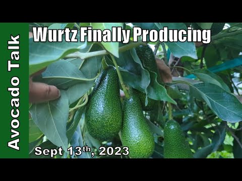 Wurtz Avocado Finally Producing🥑Avocado Talk🥑