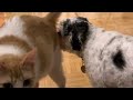 Dog Licks Butt When He S Out Of Food