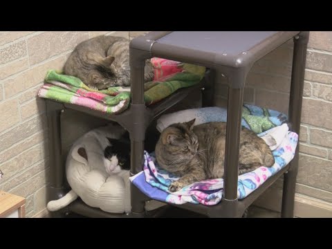 Humane Society at capacity, waives some adoption fees - YouTube