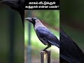 காகம் வீட்டுக்குள் வந்தால் என்ன பலன்