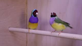 Download lagu Pacaran burung Finch Gouldian berkepala merah tahun 2019 mp3 Download lagu Pacaran burung Finch Gouldian berkepala merah tahun 2019 mp3