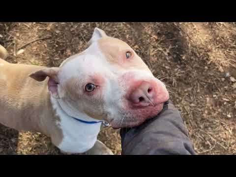 #334 Nala, an adoptable Pit Bull Terrier in New Haven, CT_image-1