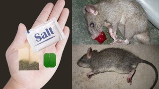 How to get rid of Rats Instantly & Forever in Kitchen Cabinets