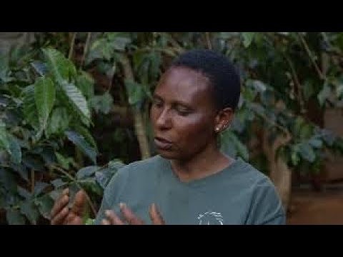 Shamba Shape Up Sn 8 - Ep 4: Coffee, Potatoes, Dairy Hygiene (English)