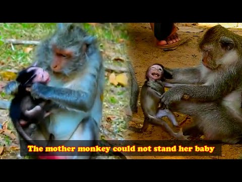 The baby monkey lost his temper and clung to his mother, who could not get him off.