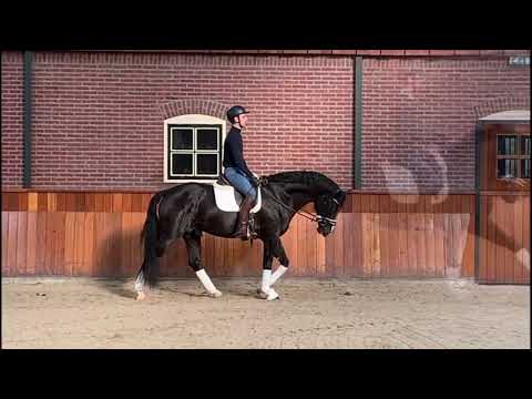 Top dressage stallion for sale! Manila - KWPN stallion, *2017, by Asgard 's Ibiza - Rohdiamant