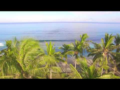 Raising Up Over Palm Trees on Beach