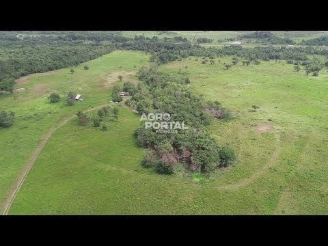 Fazenda de 94 ha (19 alq) à Venda em Santa Maria do Pará – Muita Água e Pasto Pronto!