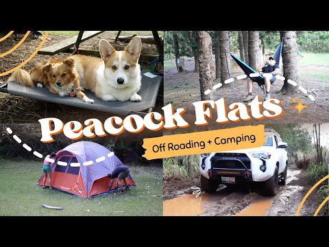 Peacock Flats | Off Roading + Camping