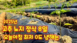 고추 노지 정식 8일 괴산 아침 최저 0도 냉해 입은 고추 관리 괴산청결고추 충북 괴산 풀뿌리농장 #shor…