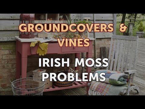 How to Grow a Trumpet Vine