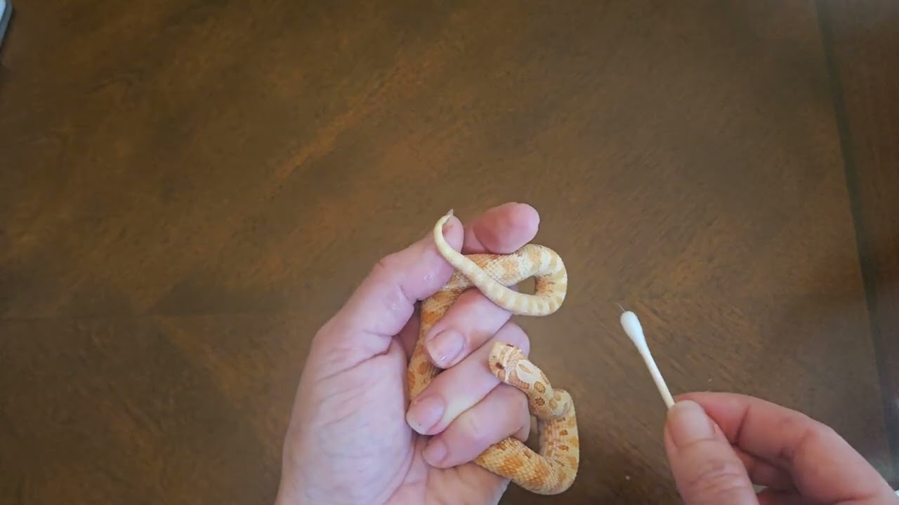 Removing Stuck Shed from Your Hognose