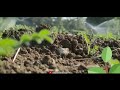 Shetkari Whatsapp Status Farmer Whatsapp Status New Marathi Shetkari Brand Status