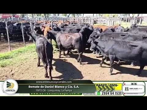 19-03-26 - Remate de Daniel Blanco y Cía. S.A. -  Lonquimay, La Pampa