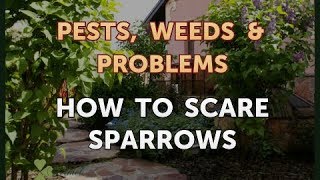 How to Scare Sparrows