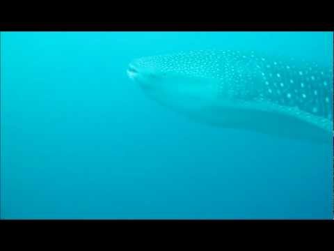 Tiburon Ballena en cabo Corrientes - Chocó