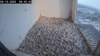 Utrecht · De Bilt · Falcon Peregrine live stream