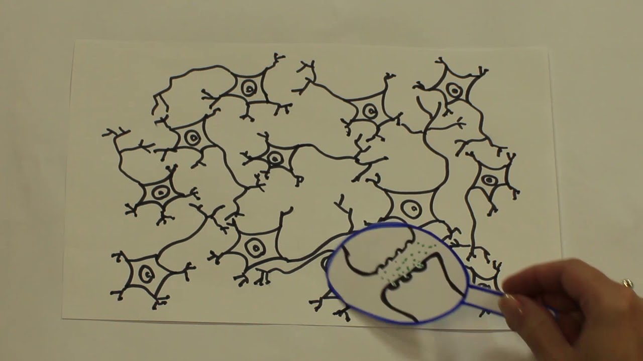 Quando aprendemos o que acontece no cérebro?