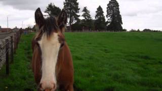 preview picture of video 'December Clydesdale Horse North Fife Scotland'