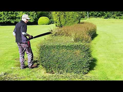We SAVED A Declining OLD HEDGE, Satisfying Hedge Renovation